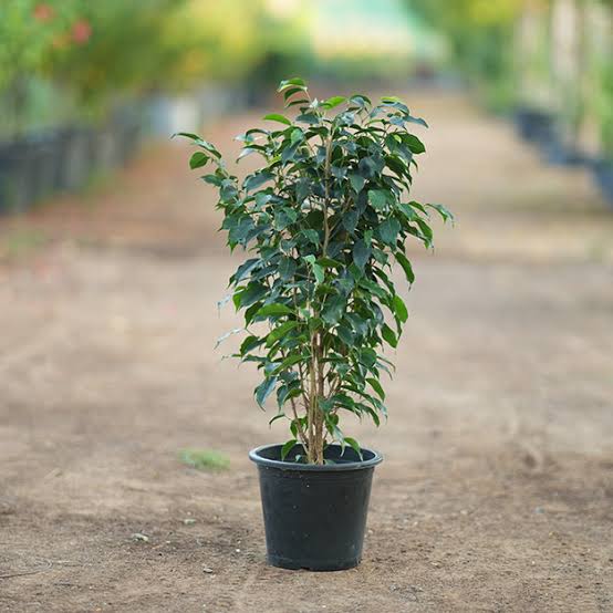 dara dara plant Dara Ammi