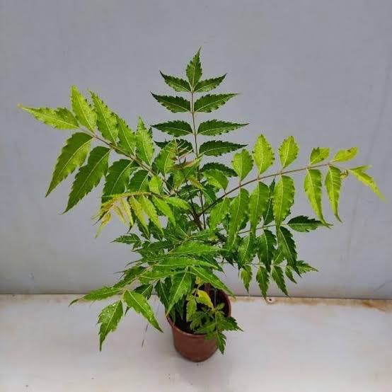 balcony rail planter box block railing planter  Veradek US