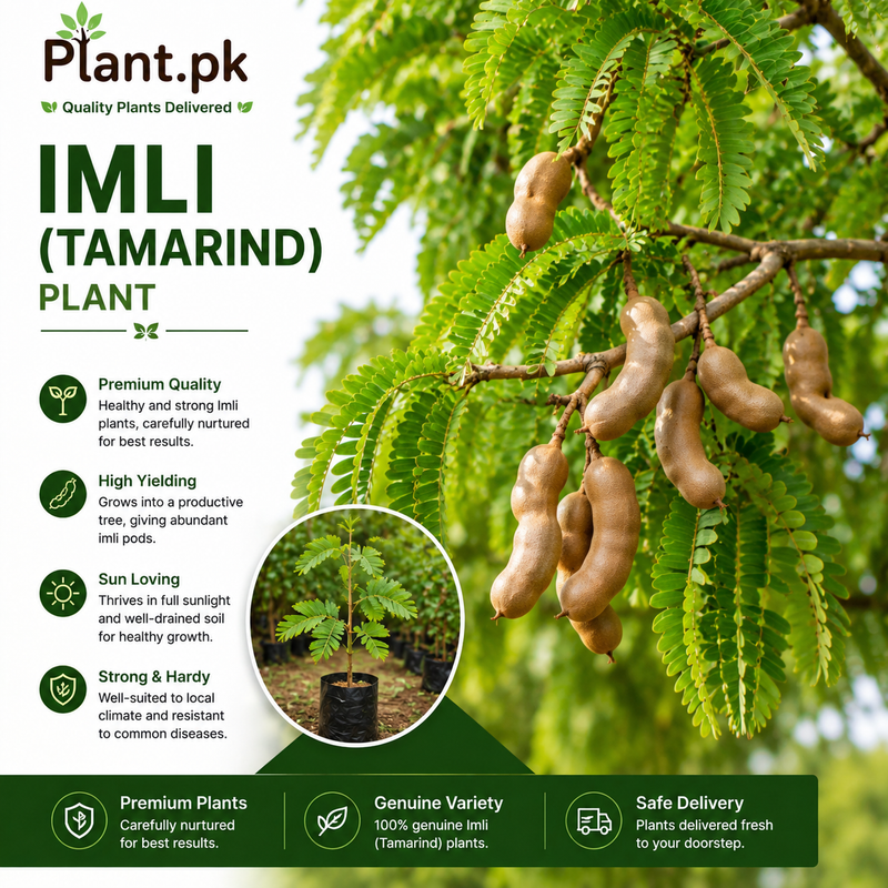 Imli (Tamarind) Plant - Buy Online | Fruit Trees | Plant.pk